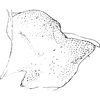 Pygofer, lateral view on Empoascanara (Empoascanara) serrata (Sawai Singh, 1969): Pygofer, lateral view. (Observation).