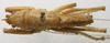 CollectionObject 1534992; 17910123-460b-4ab9-9218-02654dfaa74b: male, dorsal view (syntype). (CollectionObject).