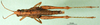 CollectionObject 1502299; a51ea567-260a-4486-8a80-1bb01799c157, DORSA BA000503S03: female, dorsal view (syntype). (CollectionObject).