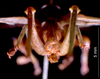 CollectionObject 1531397; c849ea2c-efb2-4e01-b410-5198dcfa3511: male cerci (holotype). (CollectionObject).