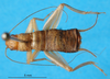 CollectionObject 1575470; 0af39fd6-6a03-4b94-9db9-d6b3a8ece02b: male, dorsal view (paratype). (CollectionObject).