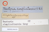CollectionObject 1558126; NHMUK(SF IMPORT DUPLICATE) 844529, f17eebe6-fbee-4f8b-8d6d-e9faec8489db: copyright Natural History Museum, London. female, data labels (holotype). (CollectionObject).