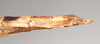 CollectionObject 1560490; faf21d13-87ac-4b01-993a-d203a4851e5e: copyright Natural History Museum, London. female: end of abdomen, lateral view (holotype). (CollectionObject).