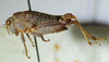 CollectionObject 1521309; 4fa4d1ee-303d-4710-b833-e376571d5e20: female, lateral view (allotype). (CollectionObject).