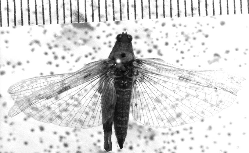 Image, Carbonell, C.S female, dorsal view (allotype of Paulinia muscosa). Depicts CollectionObject 1541616; 5c8437aa-7460-45a5-9f4c-6c29fa3c4f05, a CollectionObject.