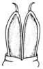 Arminda burri Uvarov, 1935: Fig. 3 H. dorsal lobes of aedeagus, ventral view. (Otu).