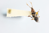 CollectionObject 2868874; e323f38c-618c-45c0-a46c-ca5238c3e6ea, CNCI 1260449: Ellipes minuta. (CollectionObject).