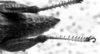 Pappacris patagonus (Saussure, 1884): Image Carbonell, C.S. female abdomen end, dorsal view (type). (Otu).