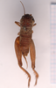 CollectionObject 1476559; 78218c33-1811-4ae4-98f5-918e69e029e6, CNMS 5531: male, dorsal view (holotype). (CollectionObject).