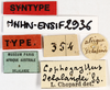 CollectionObject 1505989; ee9a8af3-ef6a-4896-8b84-3f5d623cb47d: labels (syntype). (CollectionObject).