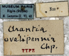 CollectionObject 1539776; a581de7d-de31-460d-9420-b6f81f6ea3b2: labels (holotype of Arantia ovalipennis). (CollectionObject).