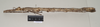 CollectionObject 1563490; de07c452-751f-4685-9c42-1435f6cd9768: copyright natural History Museum, London. (CollectionObject).;CollectionObject 1563491; 50291e33-5ce1-404b-be41-102db5fb136b: copyright natural History Museum, London. (CollectionObject).