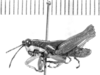 CollectionObject 1524857; 01dd0282-5080-4d2d-9bd2-44d8a81a909c: male, lateral view (lectotype of Leptomerinthoprora flavovittata). (CollectionObject).