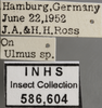 Other on Edwardsiana lethierryi (Edwards, 1881): Labels. Labels for the specimen used for the dorsal, lateral and face images. (Observation).