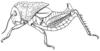 Pelecinotus brachypterus Bolívar, 1902: Fig. 35. female habitus (body length 40 mm, pronotum 20 mm, tegmina 10 mm, hind femora 19 mm). (Otu).
