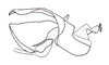 Dichroplus fuscus (Thunberg, 1815): Fig. 9. cingulum and endophallus, lateral view. (Otu).