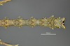 CollectionObject 1595663; 8416ac18-c066-46bd-b471-62bd83d6153c: copyright SWFU Kunming. male end of abdomen, dorsal view (paratype). (CollectionObject).;CollectionObject 1595664; 2e916493-bfb1-4db4-9fc4-1ce74a5cd755: copyright SWFU Kunming. male end of abdomen, dorsal view (paratype). (CollectionObject).;CollectionObject 1595665; 7cedf640-d187-4b04-b575-03190d975d63: copyright SWFU Kunming. male end of abdomen, dorsal view (paratype). (CollectionObject).
