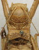 CollectionObject 1535977; 78233d52-766e-4fb3-bcfa-9f5b67088bc4: female pronotum, dorsal view (syntype). (CollectionObject).