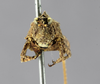 CollectionObject 1534270; c2880c53-47b0-41da-86cd-f96270103762: female, frontal view (syntype). (CollectionObject).