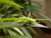 Aerotegmina shengenae Hemp, 2006: female (Tanzania, South Pare, Mwala Hill, November 2017). (Otu).