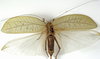 CollectionObject 1529733; 56738053-1ee8-455b-a7f7-dc78c1e24cb7: female, dorsal view (holotype). (CollectionObject).