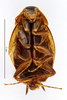 CollectionObject 1552859; MNHN(SF IMPORT DUPLICATE) MNHN-EP-EP1104, 463fd557-4c18-4260-ad12-3b0bde4901f3: CC BY-NC-ND 4.0/MNHN - Depraetere Marion - 2014. Holotype, male, of pulchra Shelford, 1910. Specimen number: MNHN-EP-EP1104. http://coldb.mnhn.fr/catalognumber/mnhn/ep/ep1104. (CollectionObject).