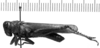 CollectionObject 1535587; 79c37f7d-6a46-439e-ae08-e60b70c8f484: Image Carbonell, C.S. male, lateral view (holotype). (CollectionObject).