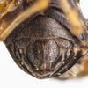 Sternite VII (female): !! display not done !! on Bruchomorpha duocantha Caldwell, 1945: (Observation).