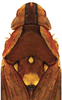 Head on Caetana pulchra Domahovski, Gonçalves, Takiya & Cavichioli, 2019: Male holotype [DZUP]: head, pronotum and mesonotum, dorsal view. (Observation).
