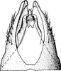 Pygofer, dorsal view: !! display not done !! on Pendarus (Pendarus) nudus (Ball, 1911): Pygofer, dorsal view. (Observation).