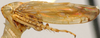 Habitus, lateral view on Concepciona Linnavuori & DeLong, 1977: Concepciona asper, lateral habitus (OSUC). (Observation).