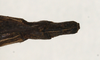 CollectionObject 1558268; f3dad98e-bffc-419f-b891-eed915efa757: copyright MIZ, Warsaw. female: end of abdomen, dorsal view (syntype). (CollectionObject).;CollectionObject 1558269; b4cef16c-4cb8-45c5-b455-7adc37dbc9d4: copyright MIZ, Warsaw. female: end of abdomen, dorsal view (syntype). (CollectionObject).