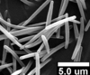 Brochosomes: AG30 | Brazil, SP, Bebedouro | 5/14/1998 | Roberto, S. | INHS. (Observation).