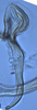 Aedeagus, lateral view: (Observation).