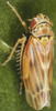 Habitus, dorsal view on Erythria manderstjernii (Kirschbaum, 1868): Habitus (female). (Observation).