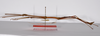 CollectionObject 1563556; 1bf13562-0a32-48bc-9da7-2b38cc70b074: copyright ZMHB, Berlin. male Dixippus jejunus, lateral view (paralectotype). (CollectionObject).;CollectionObject 1563557; c091931c-2b98-41b9-b163-46a243f59248: copyright ZMHB, Berlin. male Dixippus jejunus, lateral view (paralectotype). (CollectionObject).