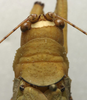CollectionObject 1535078; c01a7bb7-e959-458c-a542-8c77e7c05b51: male pronotum, dorsal view (lectotype). (CollectionObject).