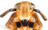Head: !! display not done !! on Pissonotus delicatus Van Duzee, 1897: (Observation).
