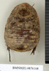CollectionObject 1573060; NHMUK(SF IMPORT DUPLICATE) BMNH(E) 876170'''', 869d5f17-b88a-4f6e-ada1-1ba73a62440f: Copyright Natural History Museum, London. Syntype (female) in BM(NH). Dorsal view. (CollectionObject).