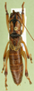 CollectionObject 1479258; cce44bce-01e6-4566-a5fc-cc09a9cf6f21, cbt016s01: male, dorsal view. (CollectionObject).