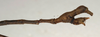 CollectionObject 1561508; 1808663b-83c4-4fff-b9b5-cc838e5ebf8b: copyright NMW, Vienna. male: end of abdomen, lateral view (lectotype). (CollectionObject).