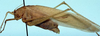 male, lateral view (syntype). Depicts CollectionObject 1522522; 5019570b-8255-49f5-a1c5-2e556c30df07, a CollectionObject.