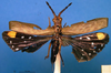 CollectionObject 1500516; fe0bf33e-5d10-4073-9d1b-99cb5faa737b: female, dorsal view (holotype). (CollectionObject).