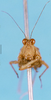 CollectionObject 1580791; f5c12a32-42c3-4c31-b96f-d66b41515df6, DORSA D064XM02: male, frontal view (syntype of Bolotettix exiguus). (CollectionObject).
