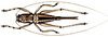 Dicranacrus variegatus Redtenbacher, 1891: female. (Otu).
