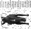 CollectionObject 1540737; 59e69951-90a8-492b-946c-1e84bbeb743c: Image, Carbonell, C.S. male, dorsal view (lectotype of Ommexecha servillei). (CollectionObject).