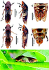 Other: !! display not done !! on Homalodisca ichthyocephala (Signoret, 1854): (Observation).