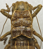 CollectionObject 1534964; 5d6ff9f3-f408-45c1-b48a-60c457d6ee9b: female pronotum dorsal (holotype). (CollectionObject).