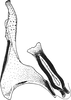 Stylus on Arocephalus (Ariellus) punctum (Flor, 1861): Stylus. (Observation).