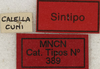CollectionObject 1535947; 68717e0d-0d0f-4786-862b-46189a8daa14: labels (syntype). (CollectionObject).